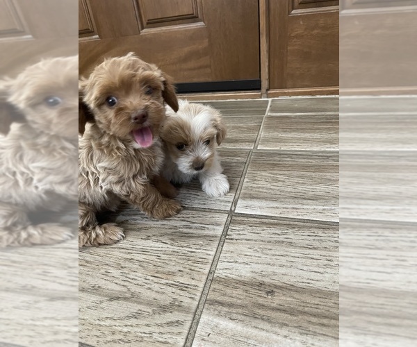 Medium Photo #3 Maltipoo Puppy For Sale in APPLE VALLEY, CA, USA