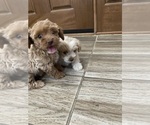 Small #2 Maltipoo