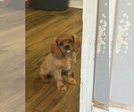 Image preview for Ad Listing. Nickname: Bongo