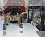 Puppy Orange Collar Presa Canario