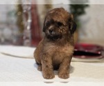 Small #14 Goldendoodle (Miniature)