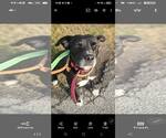 Small Photo #2 Labrador Retriever Puppy For Sale in Oakhurst, NJ, USA