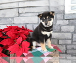Small Photo #4 Shiba Inu Puppy For Sale in SHILOH, OH, USA