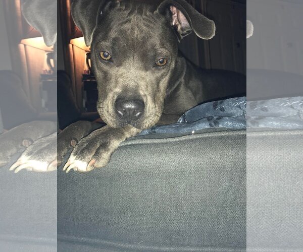 Medium Photo #2 American Pit Bull Terrier-Unknown Mix Puppy For Sale in Shillington, PA, USA