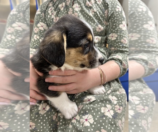 Medium Photo #28 Pembroke Welsh Corgi Puppy For Sale in ROCK VALLEY, IA, USA