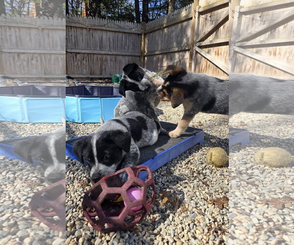 Medium Photo #3 Mutt Puppy For Sale in Garden City, NY, USA