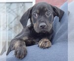 Small #6 Coonhound Mix