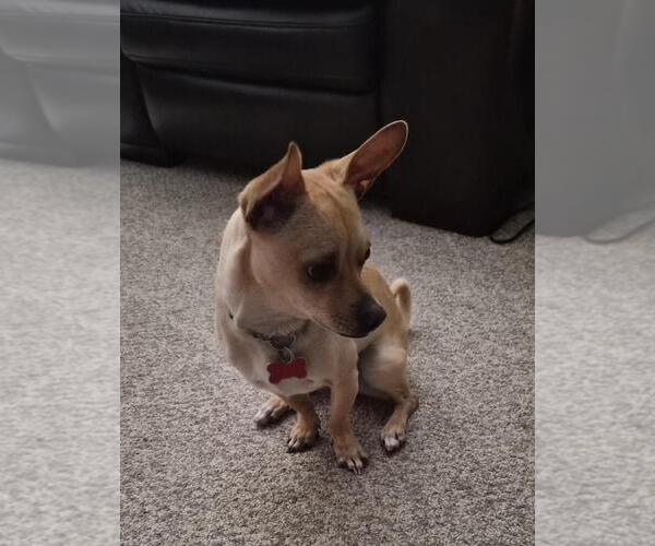 Medium Photo #5 Chiweenie Puppy For Sale in Plymouth, MN, USA