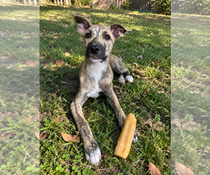 Mutt Dogs for adoption in St. Augustine, FL, USA
