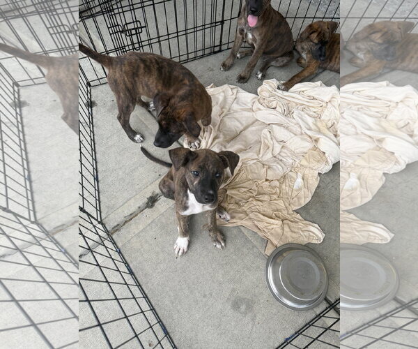Medium Photo #1 Retriever -Unknown Mix Puppy For Sale in Jackson Township, NJ, USA