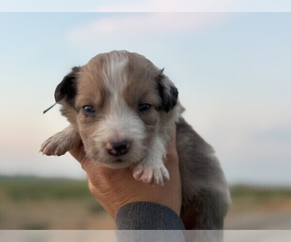 Medium Photo #3 Border Collie Puppy For Sale in MESA, WA, USA