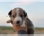 Small #2 Border Collie