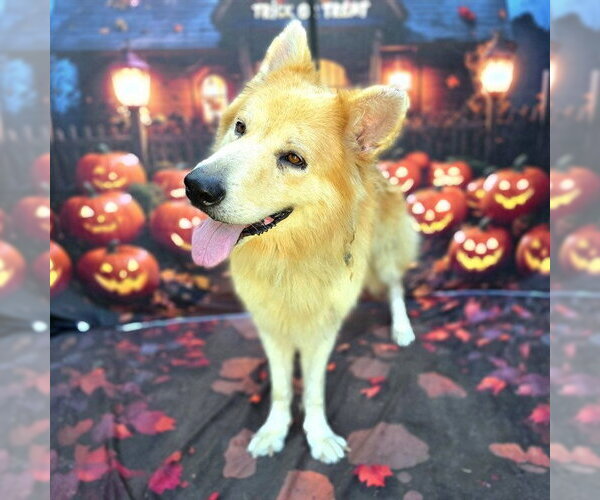 Medium Photo #1 Chow Chow-German Shepherd Dog Mix Puppy For Sale in Long Beach, CA, USA