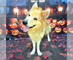 *STERLING - Male Chow Chow-German Shepherd Dog Mix Dog for Adoption - Small photo