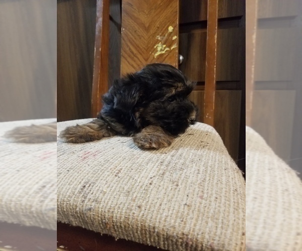 Medium Photo #4 Morkie Puppy For Sale in MCMINNVILLE, TN, USA
