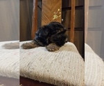Small #3 Morkie