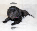 Small Photo #2 Havanese Puppy For Sale in ZION, IL, USA
