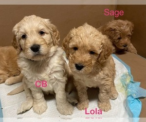 Double Doodle Puppy for sale in IDA, MI, USA