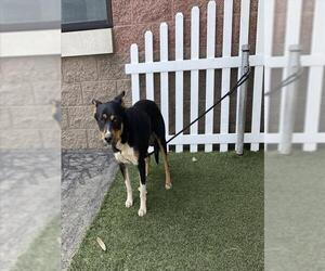 Texas Heeler-Unknown Mix Dogs for adoption in Modesto, CA, USA