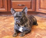 Small Photo #5 French Bulldog Puppy For Sale in NAPPANEE, IN, USA