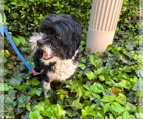 Medium Photo #4 Shih Tzu Puppy For Sale in Brights Grove, Ontario, Canada