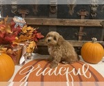 Small #4 Cavapoo