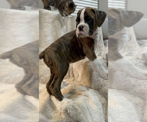 Medium Photo #2 Boxer Puppy For Sale in VICTORIA, TX, USA