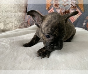 French Bulldog Puppy for sale in JOHNS ISLAND, SC, USA