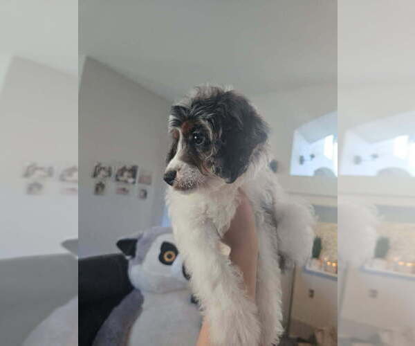Medium Photo #6 Cavapoo Puppy For Sale in CITRUS HEIGHTS, CA, USA