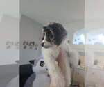 Small Photo #6 Cavapoo Puppy For Sale in CITRUS HEIGHTS, CA, USA