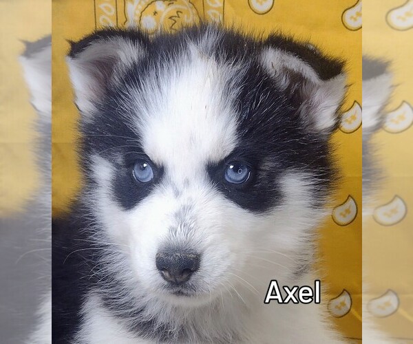 Medium Photo #3 Siberian Husky Puppy For Sale in MOUNT AYR, IA, USA