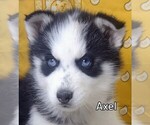 Small Photo #3 Siberian Husky Puppy For Sale in MOUNT AYR, IA, USA