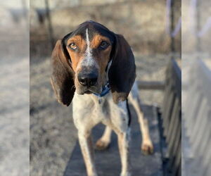 Coonhound-Unknown Mix Dogs for adoption in Elmsford, NY, USA