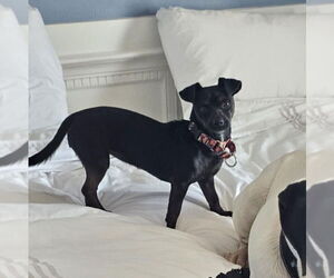 Chipin Dogs for adoption in Vail, AZ, USA