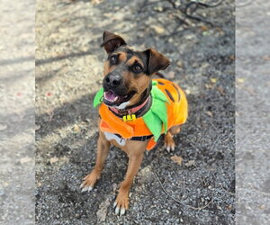 Duke - Male Mutt Dog for Adoption - Photo #10
