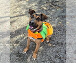 Small Photo #10 Mutt Puppy For Sale in Elmsford, NY, USA