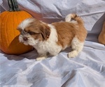 Small #11 Shih Tzu