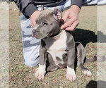 Small Photo #15 American Bully Puppy For Sale in SPRING BRANCH, TX, USA