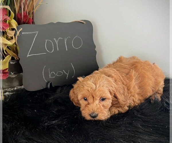 Medium Photo #1 Goldendoodle (Miniature) Puppy For Sale in NORTH VERNON, IN, USA
