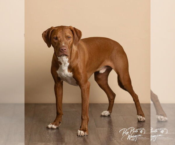 Medium Photo #6 Mutt Puppy For Sale in Claremore, OK, USA