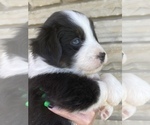 Small #3 Australian Shepherd