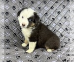 Small Photo #62 Australian Shepherd Puppy For Sale in SALISBURY, NC, USA