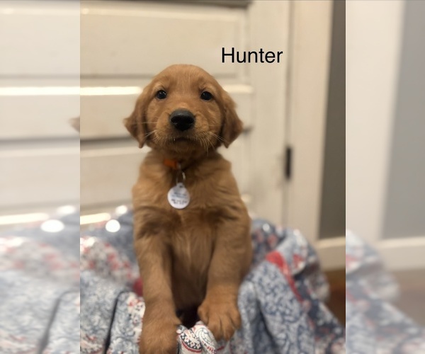 Medium Photo #2 Golden Retriever Puppy For Sale in MARSHFIELD, MO, USA