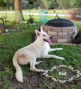 Medium Photo #1 German Shepherd Dog Puppy For Sale in CONROE, TX, USA