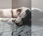 Small #2 American Pit Bull Terrier Mix