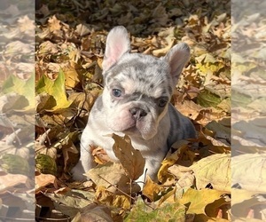 French Bulldog Puppy for sale in SHELBYVILLE, IN, USA