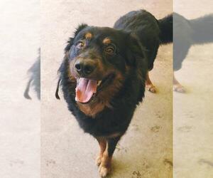 Apollo - Male Bernese Mountain Dog-Collie Mix Dog for Adoption - Photo #7