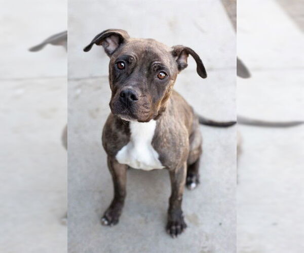 Medium Photo #2 Mutt Puppy For Sale in Belleville, IL, USA