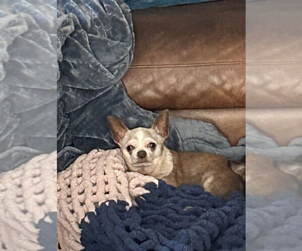 Medium Photo #2 Chihuahua Puppy For Sale in San Diego , CA, USA