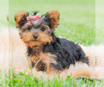 Small Photo #86 Yorkshire Terrier Puppy For Sale in WARSAW, IN, USA